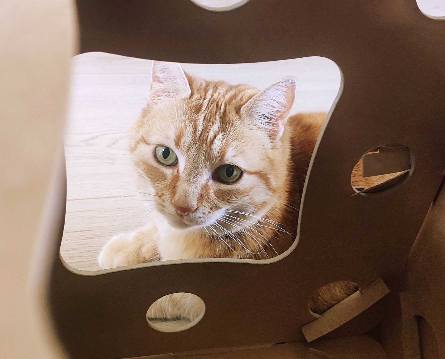 Cookie a tout de suite adopté son arbre Kléo !